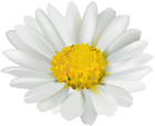 Chamomile Flower Transparent Clip Art Image