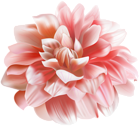 Chrysanthemum Flower Transparent Image
