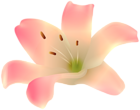 Cream Lily Flower PNG Transparent Clipart