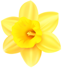Daffodil PNG Transparent Clip Art Image