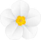 Daffodil White Flower Transparent Clipart