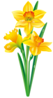 Daffodils Transparent Image