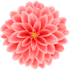 Dahlia Flower Transparent Clipart