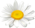 Daisy Flower Clipart Image