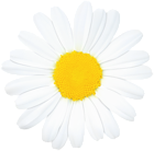 Daisy Flower PNG Clip Art Image