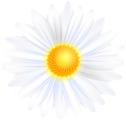 Daisy Flower PNG Transparent Clipart