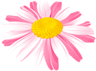 Daisy Flower Pink PNG Transparent Clipart