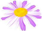 Daisy Flower Purple PNG Transparent Clipart