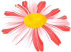 Daisy Flower Red PNG Transparent Clipart
