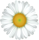 Daisy Flower Transparent Clip Art Image