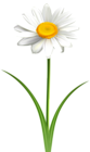 Daisy Flower Transparent PNG Clip Art Image