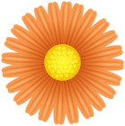 Daisy Orange Flower PNG Transparent Clipart