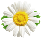 Daisy PNG Clipart Image