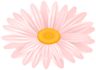 Daisy Pink Flower PNG Transparent Clipart