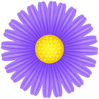 Daisy Purple Flower PNG Transparent Clipart