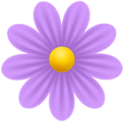 Daisy Violet Flower PNG Transparent Clipart
