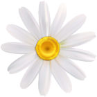 Daisy White Flower PNG Clipart