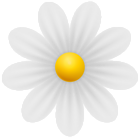 Daisy White Flower PNG Transparent Clipart