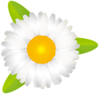 Daisy White PNG Transparent Clipart