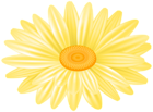 Daisy Yellow Flower PNG Transparent Clipart
