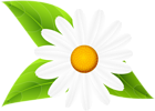 Daisy with Leaves Transparent Clip Art
