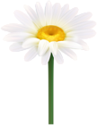 Daisy with Steam PNG Clipart