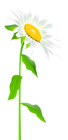 Daisy with Stem Transparent PNG Clip Art Image
