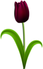 Dark Red Tulip Transparent PNG Clip Art Image