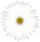 Delicate White Daisy Transparent PNG Clip Art Image
