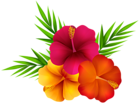 Exotic Flowers PNG Clip Art Image