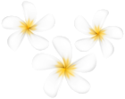 Exotic Flowers PNG Transparent Clipart