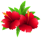 Exotic Flowers and Plant PNG Clipart Image