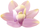 Exotic Orchid PNG Transparent Clipart