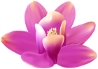 Exotic Orchid Pink PNG Transparent Clipart