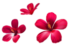 Exotic Pink Flowers PNG Clipart Image