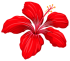Exotic Red Flower PNG Image