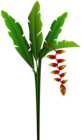 Exotic Red Tropical Flower PNG Clip Art Image