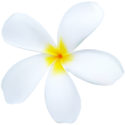 Exotic White Flower PNG Transparent Clipart