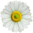 Flower Daisy Transparent PNG Clip Art Image