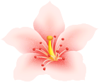 Flower Decor PNG Clipart