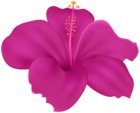 Flower Hibiscus PNG Transparent Clipart