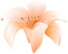 Flower Lilium Orange PNG Clipart