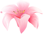 Flower Lilium Pink PNG Clipart