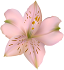 Flower Lilium Pink PNG Clipart