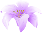 Flower Lilium Purple PNG Clipart