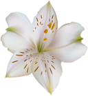 Flower Lilium White PNG Clipart