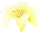 Flower Lilium Yellow PNG Clipart
