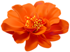 Flower Orange Transparent PNG Clip Art Image