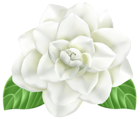 Flower PNG Clip Art Image