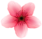 Flower PNG Clipart Image